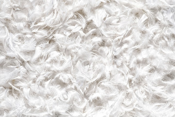 Background texture of soft white bird feathers