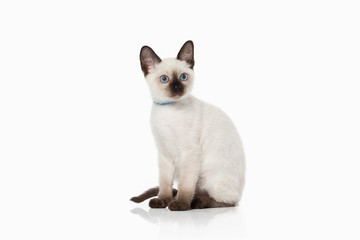 Kitten. Thai cat on white background