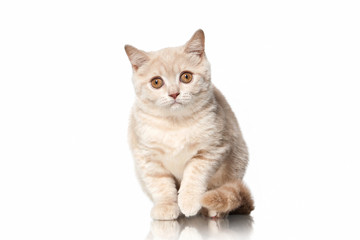 Cat. Small red cream british kitten on white background
