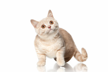 Cat. Small red cream british kitten on white background