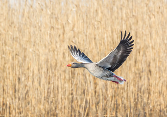 Greylag goose