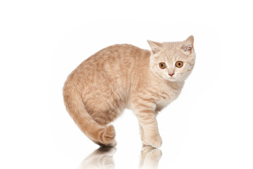 Cat. Small red cream british kitten on white background