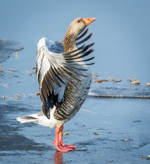 Greylag goose