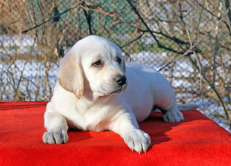 the little labrador puppy on a red background