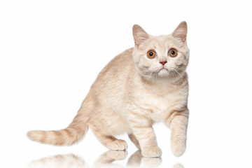 Cat. Small red cream british kitten on white background