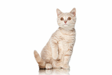 Cat. Small red cream british kitten on white background