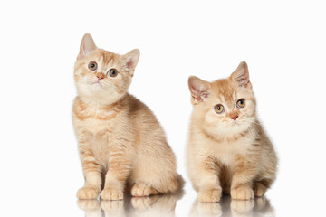 Cat. Two small red british kittens on white background