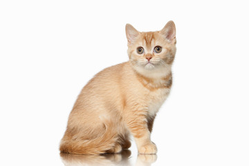 Fototapeta na wymiar Cat. Small red british kitten on white background