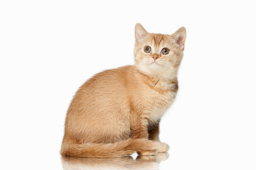 Cat. Small red british kitten on white background