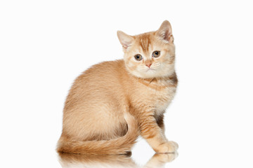 Cat. Small red british kitten on white background