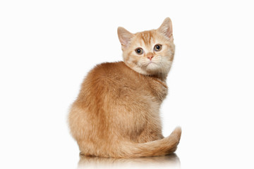 Cat. Small red british kitten on white background