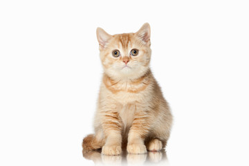 Cat. Small red british kitten on white background