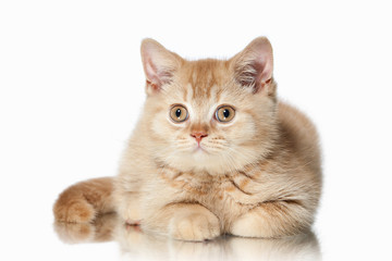 Fototapeta premium Cat. Small red british kitten on white background