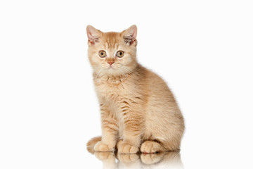 Cat. Small red british kitten on white background