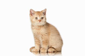Cat. Small red british kitten on white background
