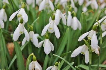Fototapeta premium Forest floor covered with snowdrops