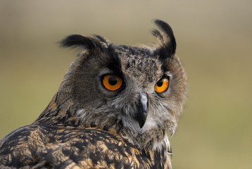 Bird of prey Bubo bubo with yellow eyes