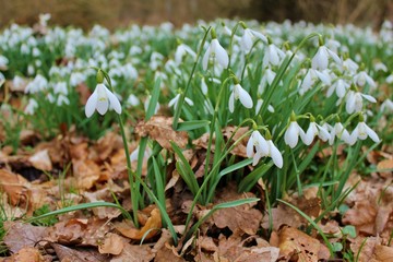 Forest floor covered with snowdrops