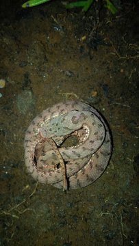 vipera