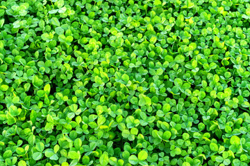 Field of green clover blanketing the ground in the spring