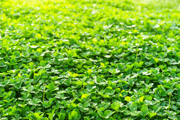 Field of green clover blanketing the ground in the spring © Lindsay_Helms