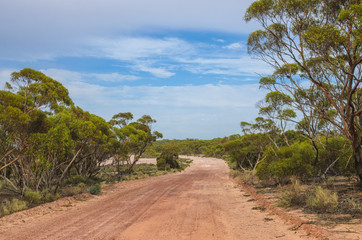 Australian dirt road outback eucalyptus trees mallee bush