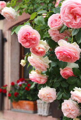 Window and bush roses