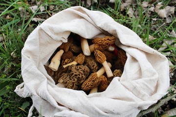 Fresh colected morels.