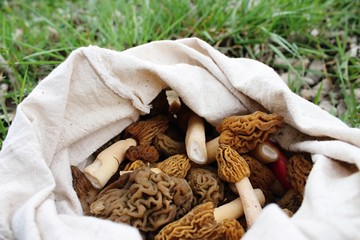 Fresh colected morels.