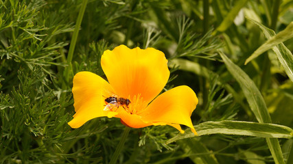 Fleur de Pavot de Californie