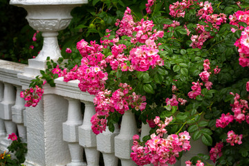 Big bush of the blossoming pink roses