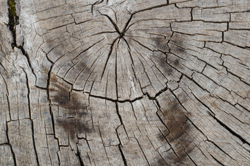 Macro wood texture on old city pavement