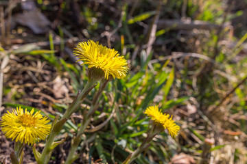Tussilago flower closeup. Natural early spring background with copy space.