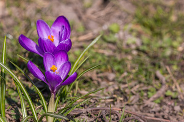 Crocus flowers came out blooming after a snow melted early spring background.