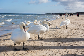 Łabędzie nad Morzem Bałtyckim w Świnoujściu © Pawel Gruntowicz
