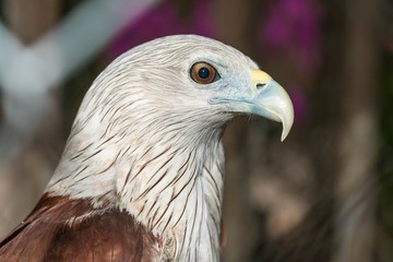 Close up hawk - portrait of Red Hawk (Haliastur indus)