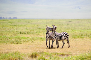 Fototapeta na wymiar Two zebras walking side by side on savanna, Ngorongoro Crater, Tanzania, East-Africa.