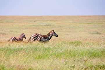 Zebra mother and her calf, Serengeti National Park, Tanzania, East-Africa.