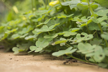 Beautiful natural green clovers.