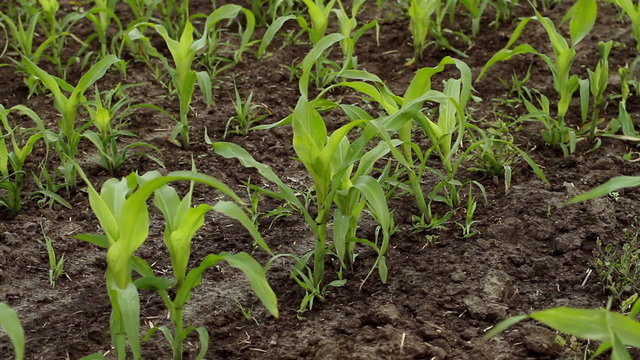 A field of young sweet corn