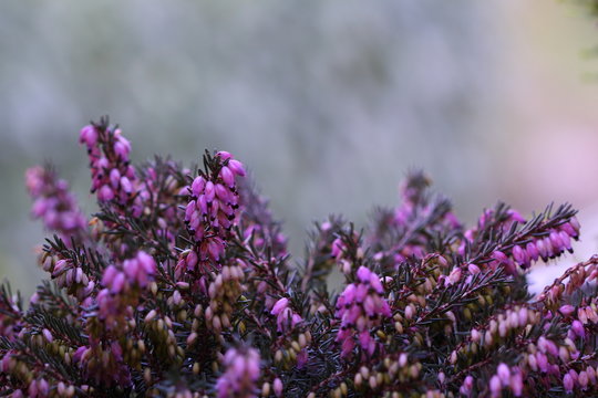Brugo fiori