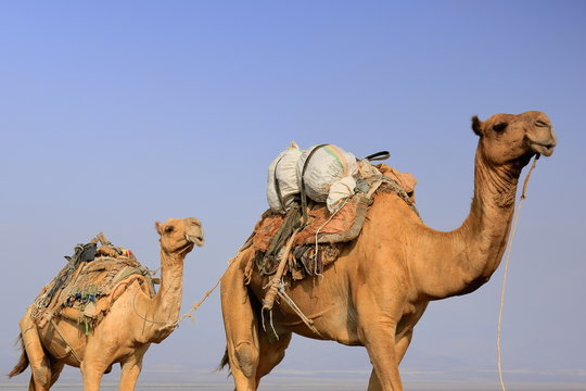 Camel caravan led by afar herders. Danakil-Ethiopia. 0268