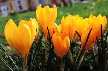 Yellow Spring Crocus Flowers.