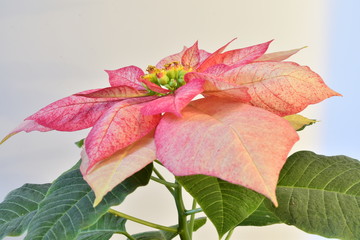 Пуансеттия 