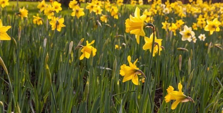 Yellow daffodils blooming beet Keukenhof Gardens springtime
