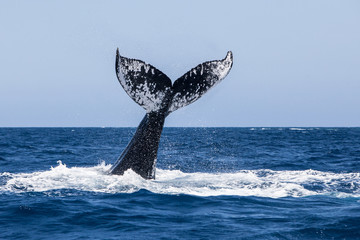 Fototapeta premium Humpback Whale Fluke