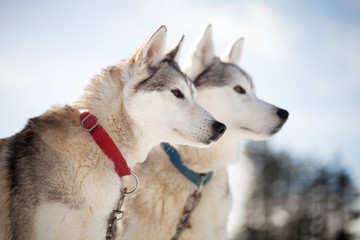 Huskies