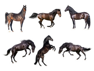 Naklejka premium Horses collection isolated on the white background