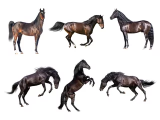 Stoff pro Meter Horses collection isolated on the white background © ashva