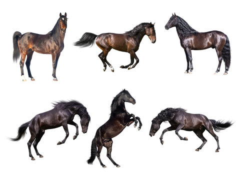 Fototapeta Horses collection isolated on the white background